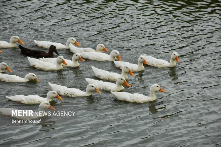 تالاب بین‌المللی انزلی با مناظر چشم‌نواز، گل‌های نیلوفر آبی، نی‌زارهای گسترده و پرندگان مهاجر، یکی از زیباترین و پرجاذبه‌ترین اکوسیستم‌های طبیعی کشور است که چشم هر بیننده‌ای را می‌نوازد.