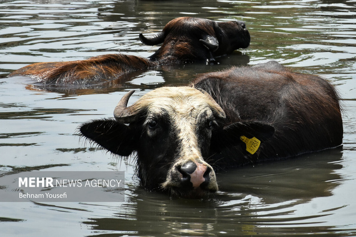 تالاب بین‌المللی انزلی با مناظر چشم‌نواز، گل‌های نیلوفر آبی، نی‌زارهای گسترده و پرندگان مهاجر، یکی از زیباترین و پرجاذبه‌ترین اکوسیستم‌های طبیعی کشور است که چشم هر بیننده‌ای را می‌نوازد.