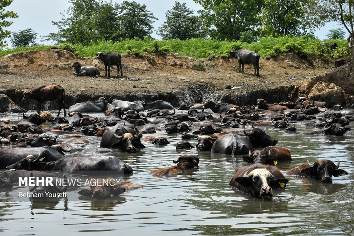 تالاب بین‌المللی انزلی با مناظر چشم‌نواز، گل‌های نیلوفر آبی، نی‌زارهای گسترده و پرندگان مهاجر، یکی از زیباترین و پرجاذبه‌ترین اکوسیستم‌های طبیعی کشور است که چشم هر بیننده‌ای را می‌نوازد.