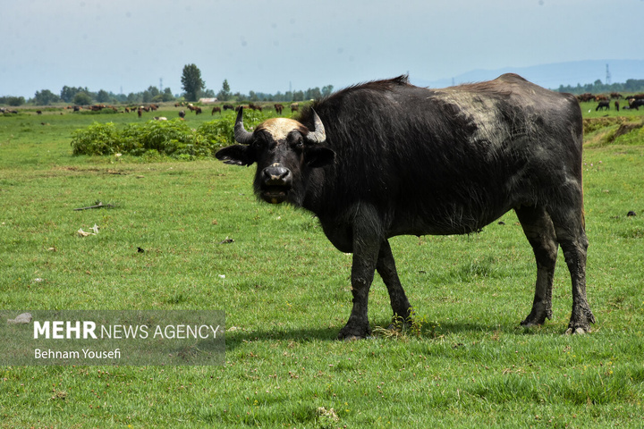 تالاب بین‌المللی انزلی با مناظر چشم‌نواز، گل‌های نیلوفر آبی، نی‌زارهای گسترده و پرندگان مهاجر، یکی از زیباترین و پرجاذبه‌ترین اکوسیستم‌های طبیعی کشور است که چشم هر بیننده‌ای را می‌نوازد.