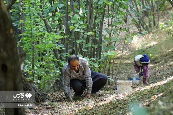برداشت فندق در الموت قزوین