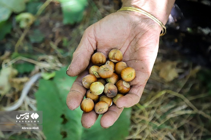 برداشت فندق در الموت قزوین