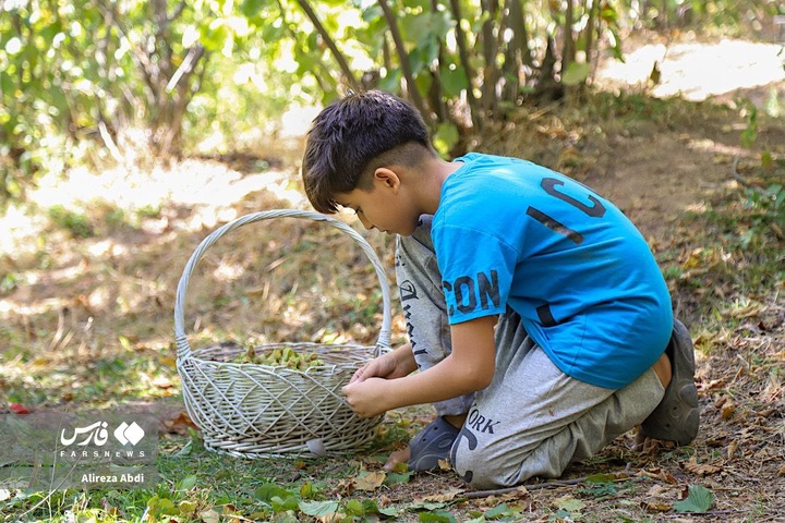 برداشت فندق در الموت قزوین