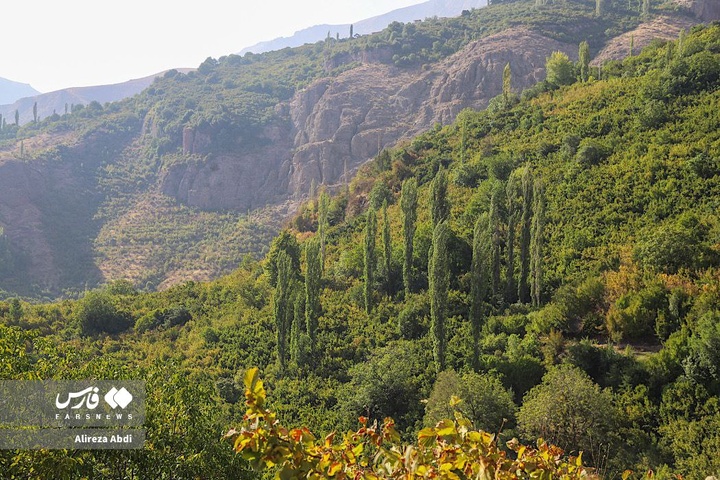 برداشت فندق در الموت قزوین