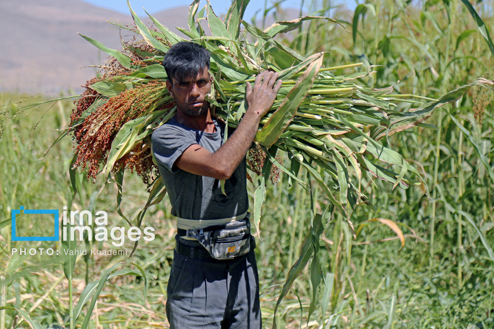 جارو بافی؛ هنری کهن در عصر مدرن