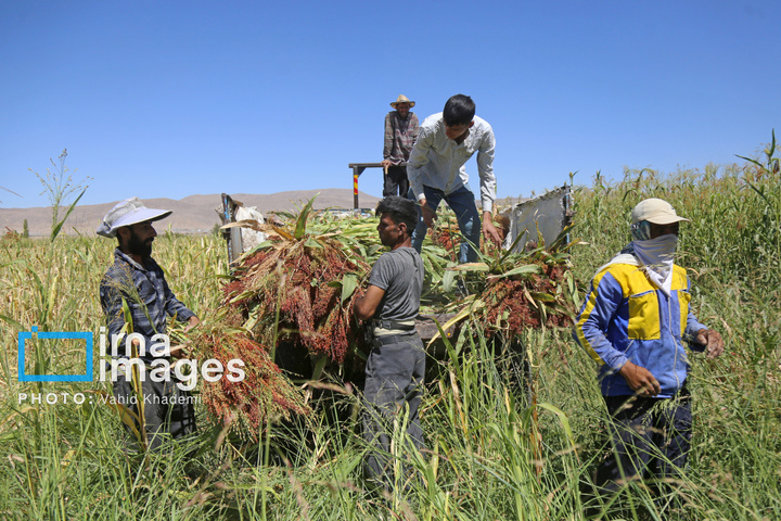 جارو بافی؛ هنری کهن در عصر مدرن