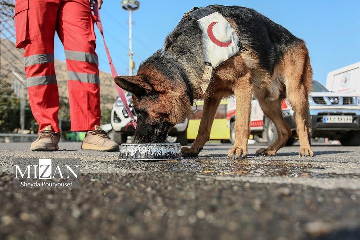 برگزاری رزمایش سگ‌های جستجوی هلال‌احمر در توچال