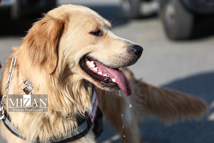 برگزاری رزمایش سگ‌های جستجوی هلال‌احمر در توچال