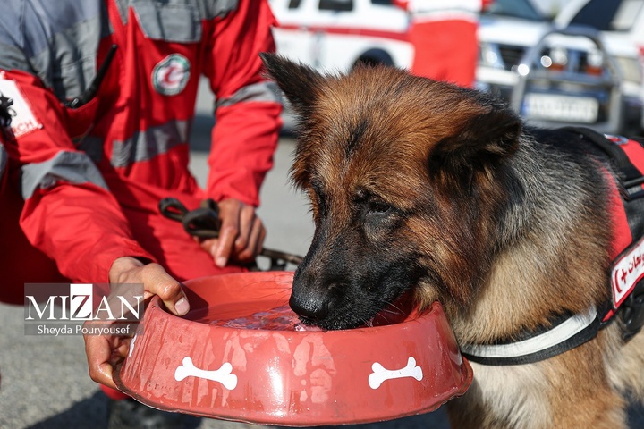 برگزاری رزمایش سگ‌های جستجوی هلال‌احمر در توچال