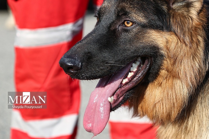 برگزاری رزمایش سگ‌های جستجوی هلال‌احمر در توچال