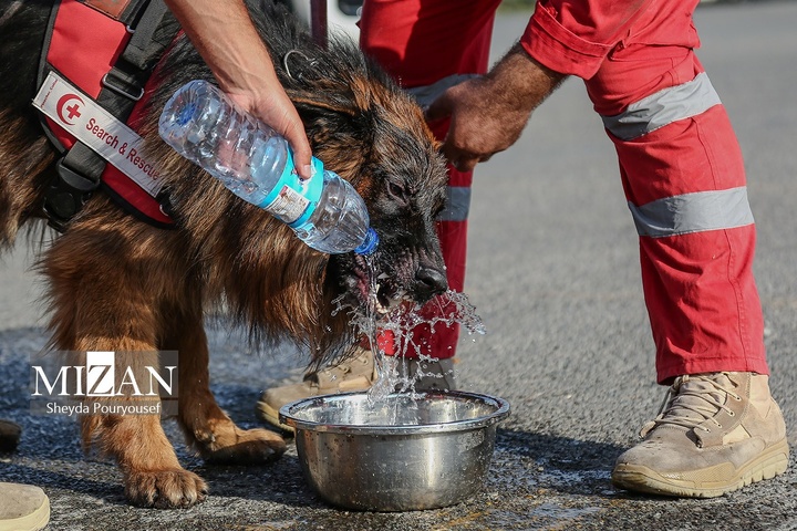 برگزاری رزمایش سگ‌های جستجوی هلال‌احمر در توچال