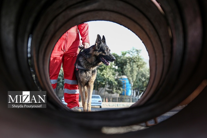 برگزاری رزمایش سگ‌های جستجوی هلال‌احمر در توچال
