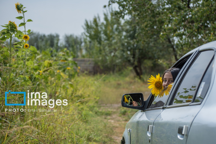 «خوی» ؛ قطب تولید دانه های روغنی آفتابگردان