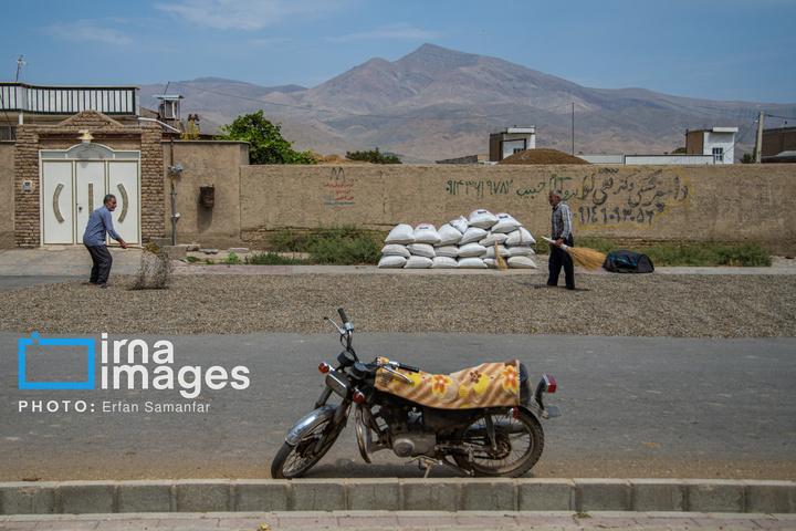 «خوی» ؛ قطب تولید دانه های روغنی آفتابگردان