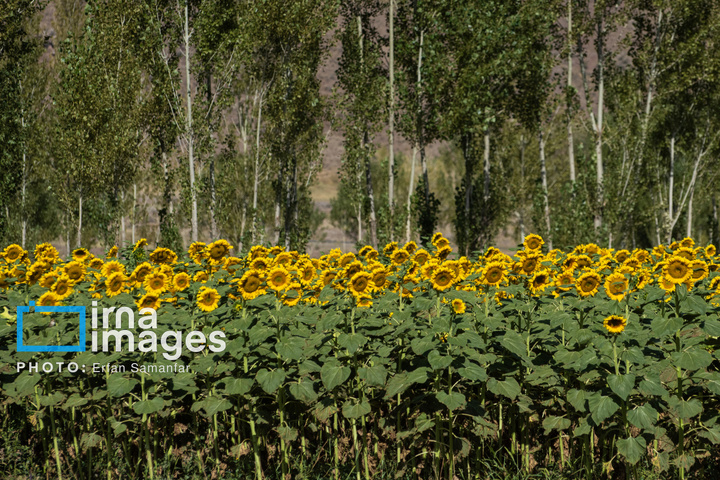 «خوی» ؛ قطب تولید دانه های روغنی آفتابگردان