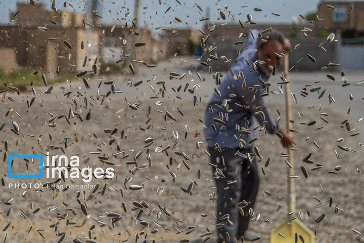 «خوی» ؛ قطب تولید دانه های روغنی آفتابگردان