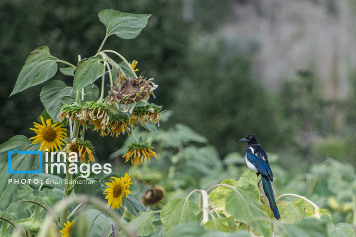«خوی» ؛ قطب تولید دانه های روغنی آفتابگردان