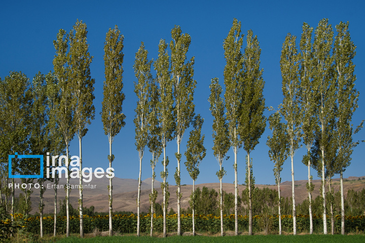 «خوی» ؛ قطب تولید دانه های روغنی آفتابگردان