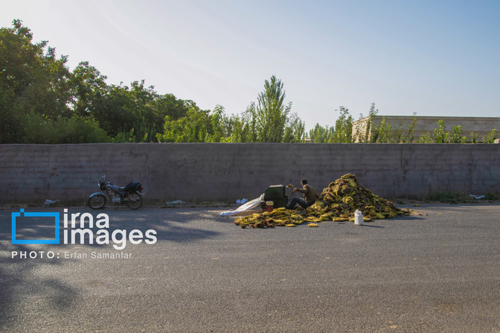 «خوی» ؛ قطب تولید دانه های روغنی آفتابگردان