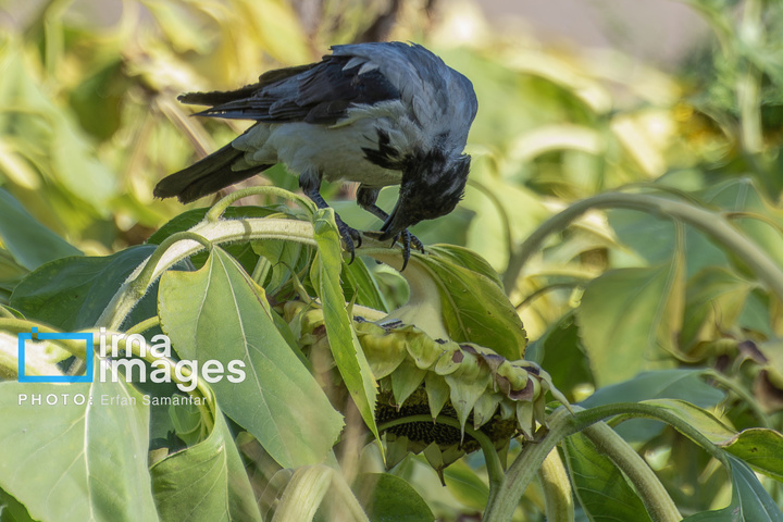 «خوی» ؛ قطب تولید دانه های روغنی آفتابگردان