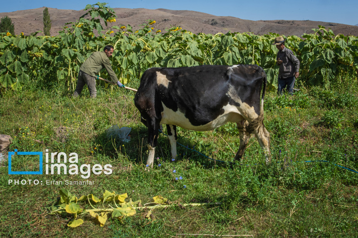 «خوی» ؛ قطب تولید دانه های روغنی آفتابگردان