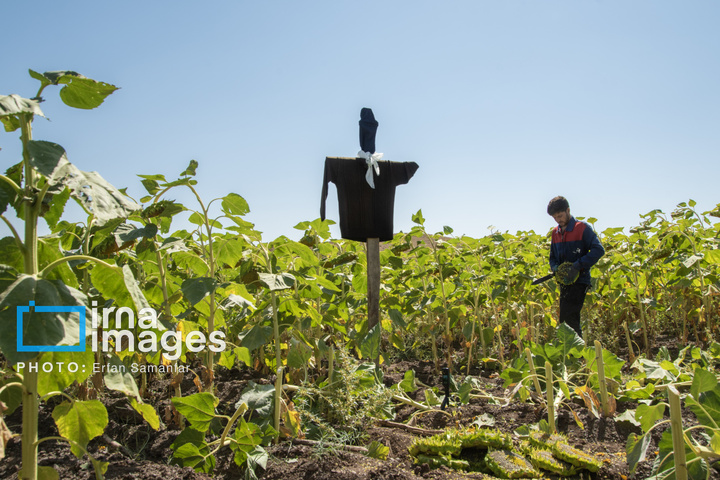 «خوی» ؛ قطب تولید دانه های روغنی آفتابگردان