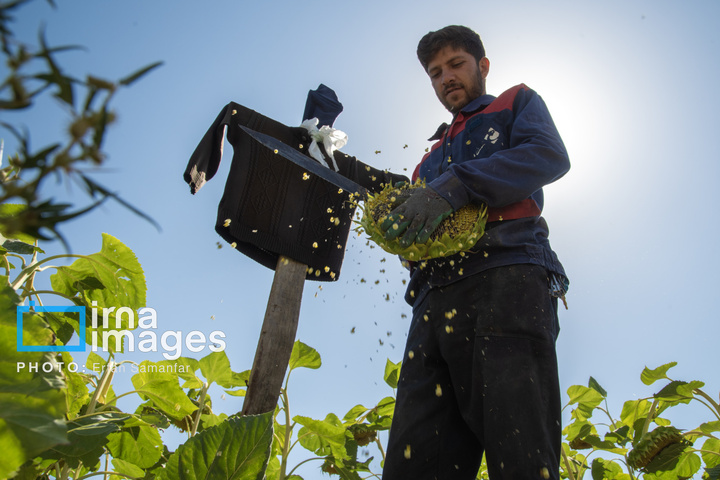 «خوی» ؛ قطب تولید دانه های روغنی آفتابگردان