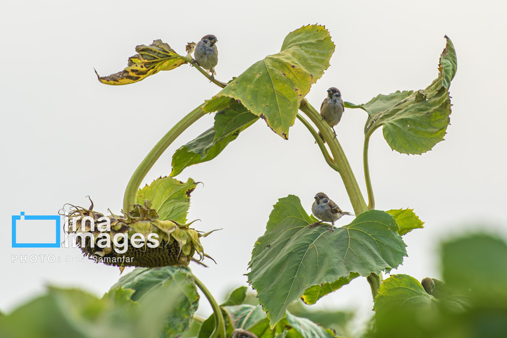 «خوی» ؛ قطب تولید دانه های روغنی آفتابگردان