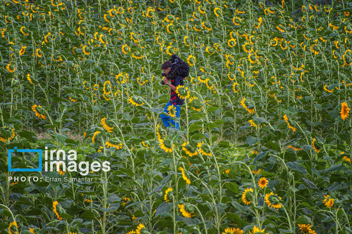 «خوی» ؛ قطب تولید دانه های روغنی آفتابگردان