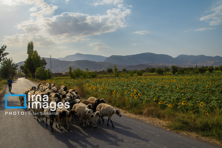 «خوی» ؛ قطب تولید دانه های روغنی آفتابگردان