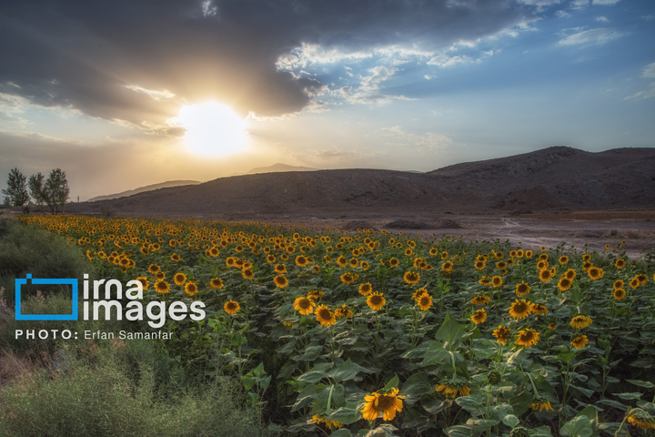 «خوی» ؛ قطب تولید دانه های روغنی آفتابگردان