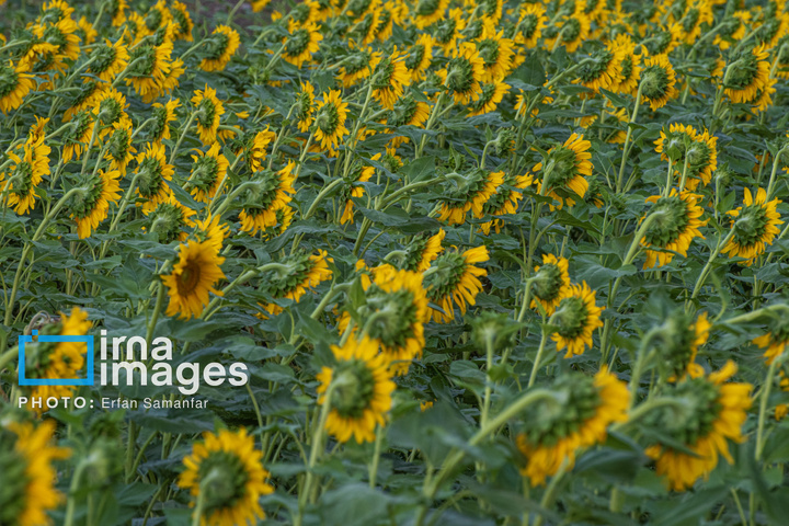 «خوی» ؛ قطب تولید دانه های روغنی آفتابگردان