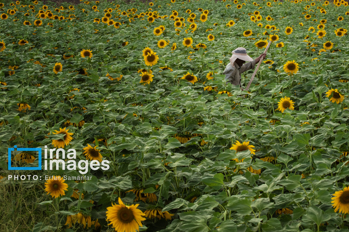 «خوی» ؛ قطب تولید دانه های روغنی آفتابگردان