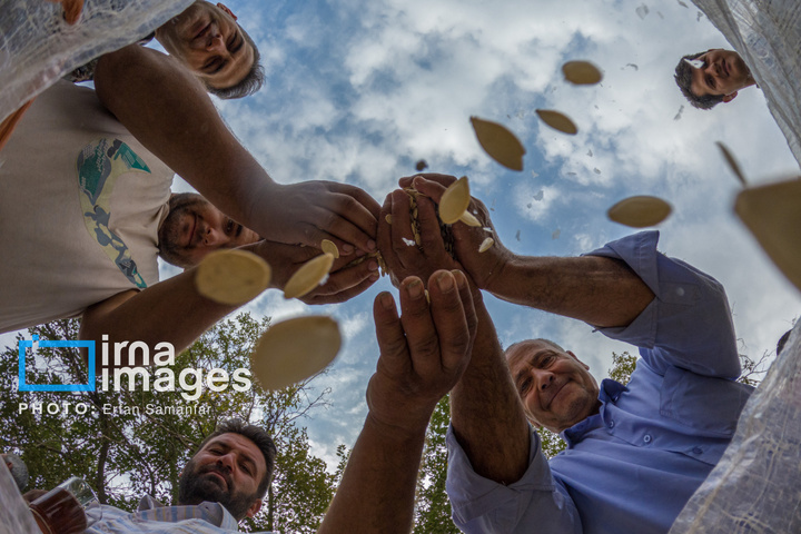 «خوی» ؛ قطب تولید دانه های روغنی آفتابگردان