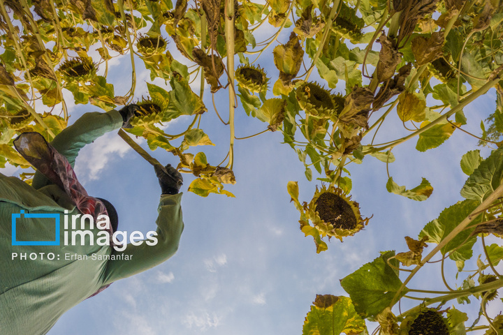 «خوی» ؛ قطب تولید دانه های روغنی آفتابگردان