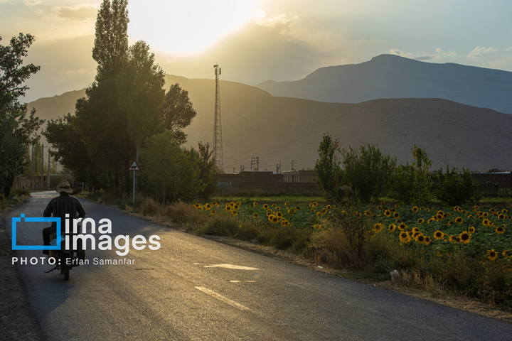 «خوی» ؛ قطب تولید دانه های روغنی آفتابگردان