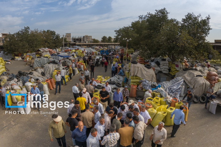 «خوی» ؛ قطب تولید دانه های روغنی آفتابگردان