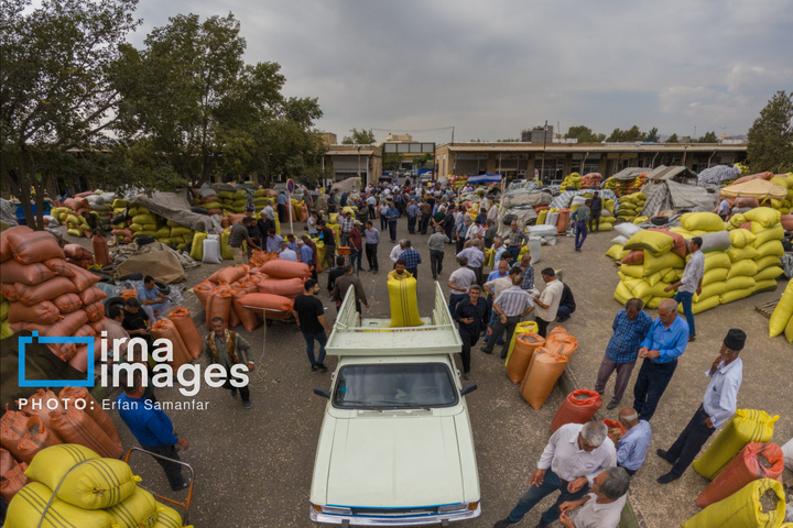 «خوی» ؛ قطب تولید دانه های روغنی آفتابگردان