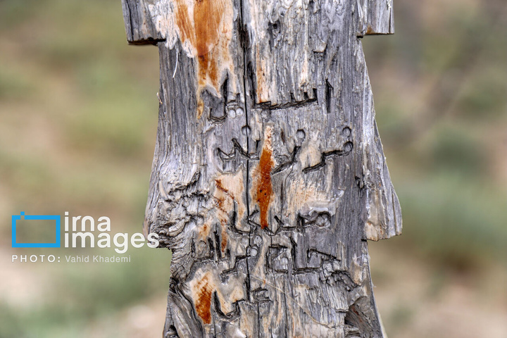 قبرستان چوبی «باغلق»