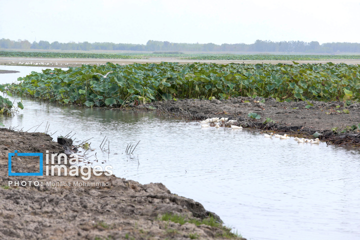 خشکی در کمین تالاب انزلی