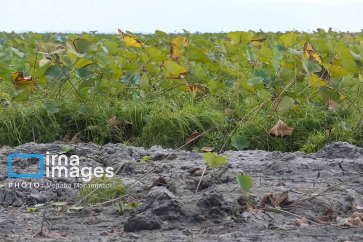 خشکی در کمین تالاب انزلی