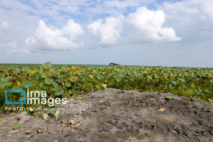 خشکی در کمین تالاب انزلی