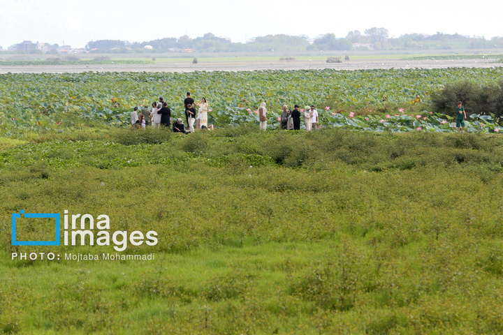 خشکی در کمین تالاب انزلی