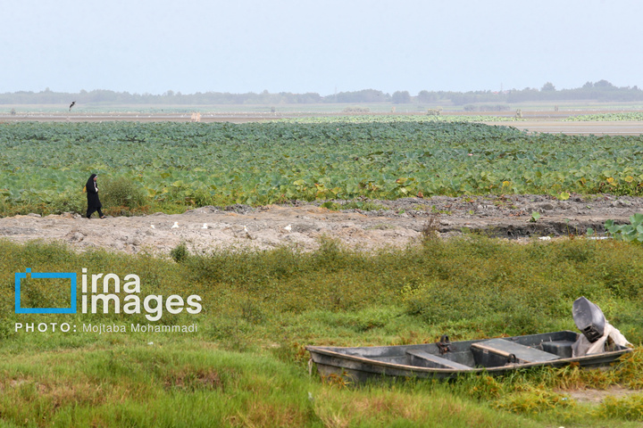 خشکی در کمین تالاب انزلی