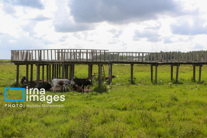 خشکی در کمین تالاب انزلی