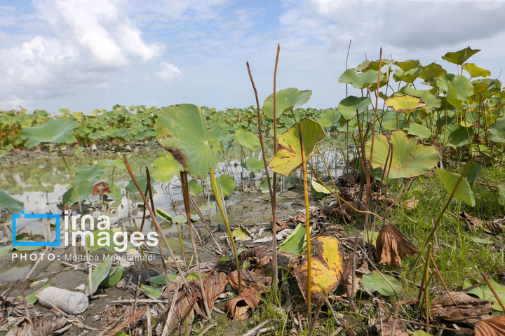 خشکی در کمین تالاب انزلی