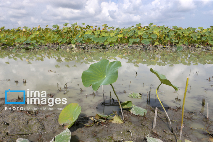 خشکی در کمین تالاب انزلی