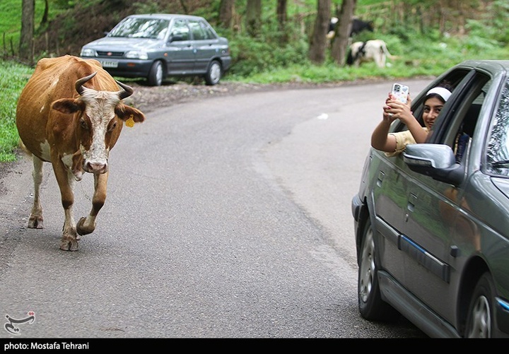 طبیعت سد لفور