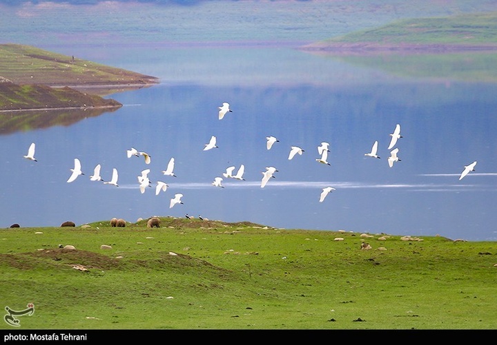 طبیعت سد لفور