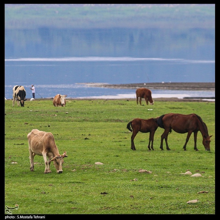 طبیعت سد لفور